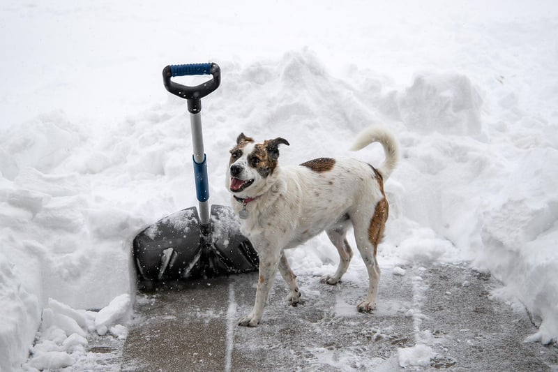 Griffin Shovels