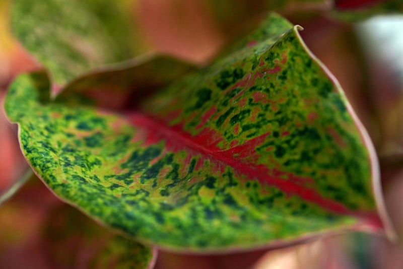 Spellbinding Botany